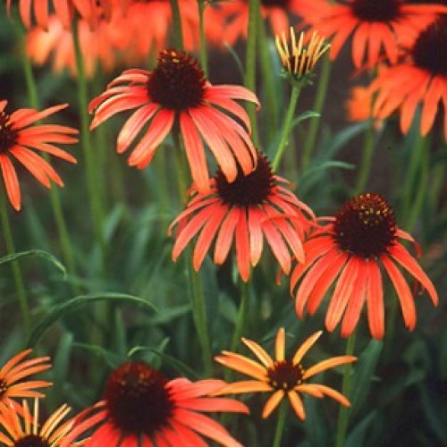 Pink flowers