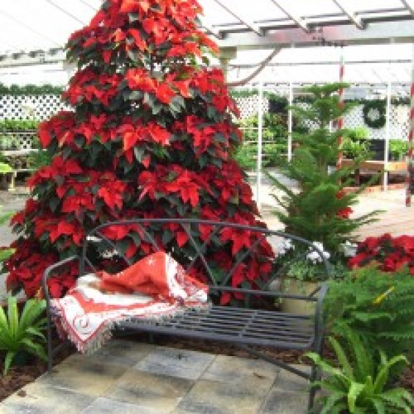 Pointsettia Tree