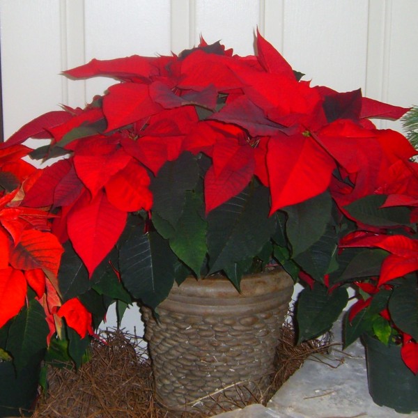 Red Pointsettia