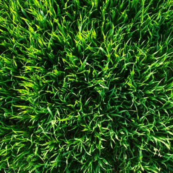 Green Lawn