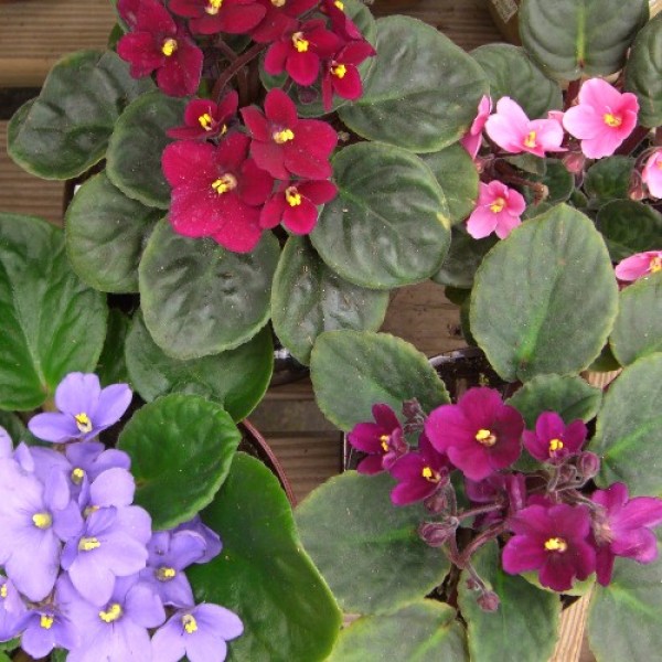 African Violets