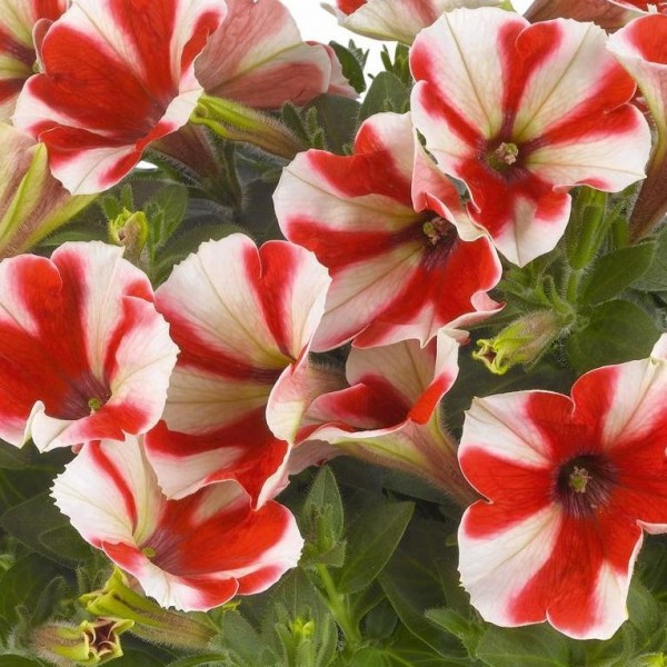Red and white striped flowers