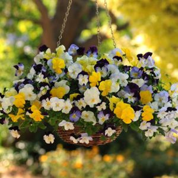 Colorful hanging basket