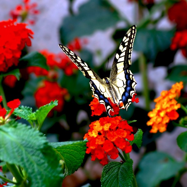 Butterfly on red flower