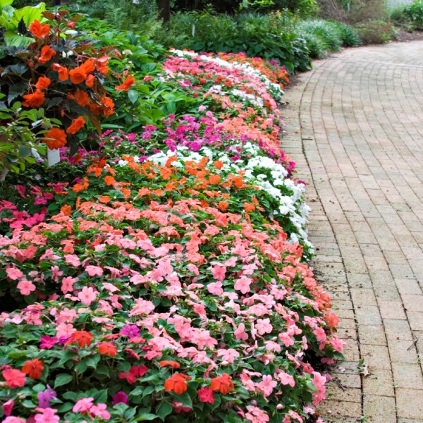 Colorful Impatiens 