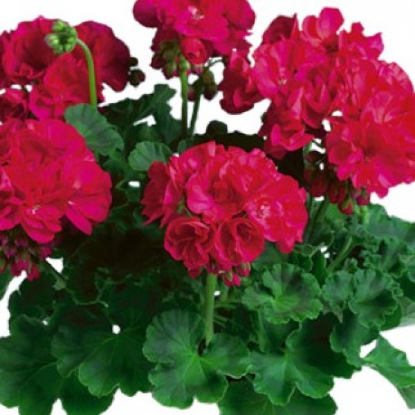 Magenta Geranium 