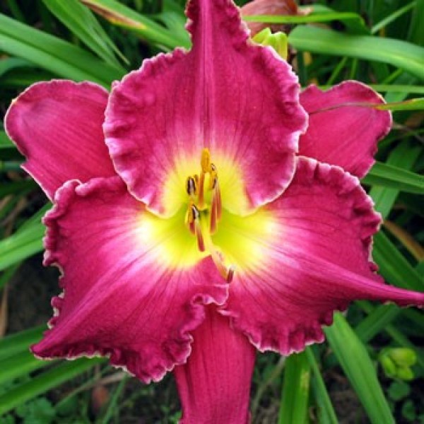 ﻿Trophytaker Daylily﻿