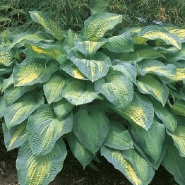 Hostas