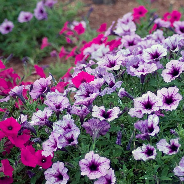 Pink and Purple Wave Petunias