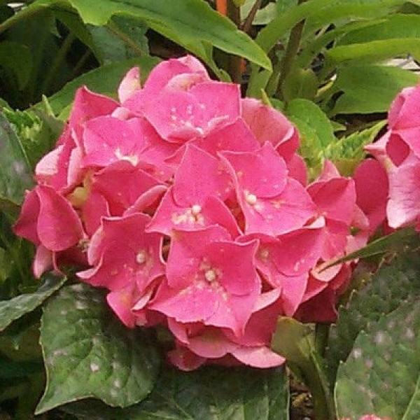 Pink Beauty Hydrangeas