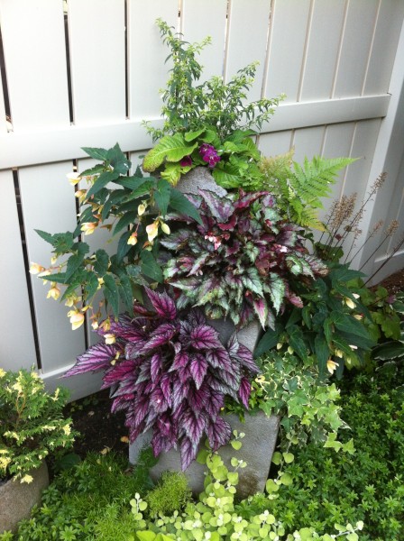 Begonias in planter