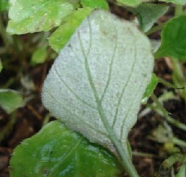 Impatien Leaf