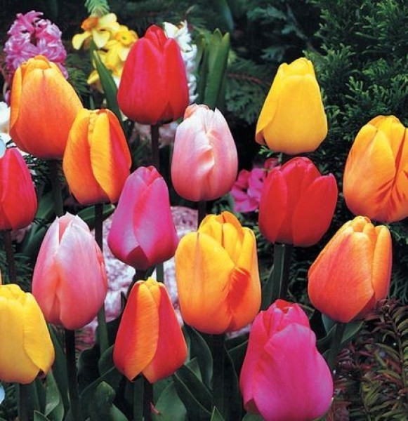 Colorful tulips