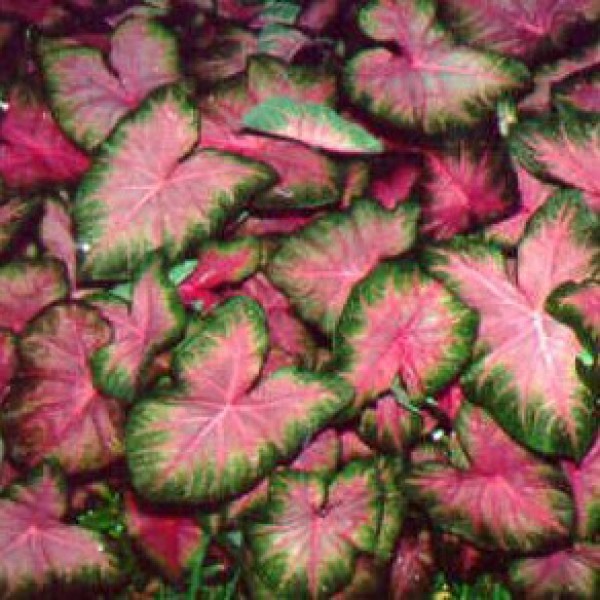 Red and green leafy plant