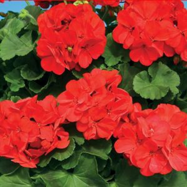 Red geraniums