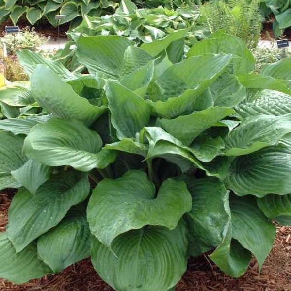 Hosta plant