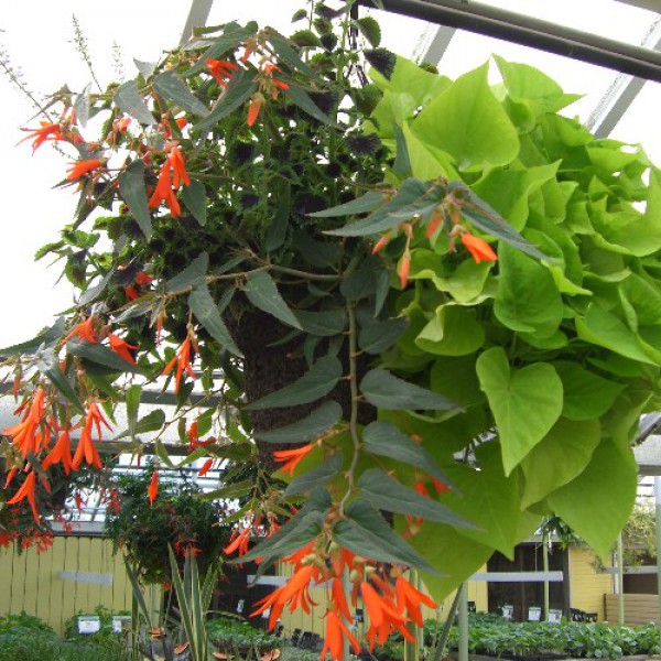 Orange Hanging Basket