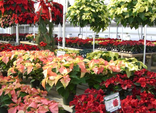 Poinsettia