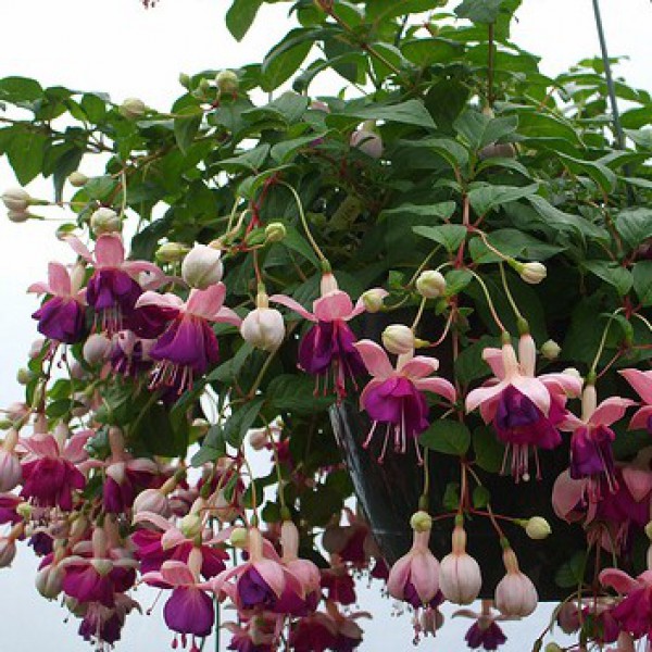 Fuschia hanging basket