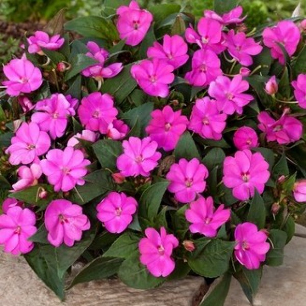 Magenta Flowers