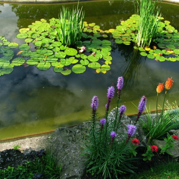 Water Garden