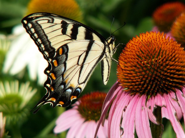 Butterfly on flower