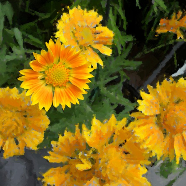 Yellow flowers