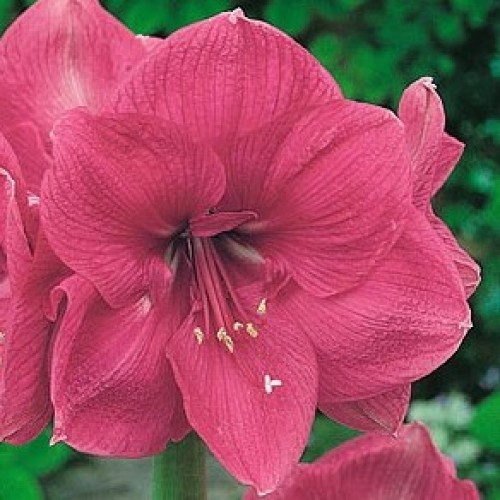 Amaryllis