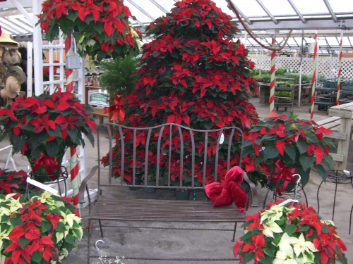 poinsettia tree