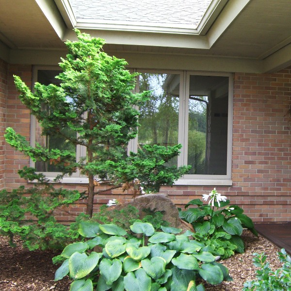 Plants in a garden