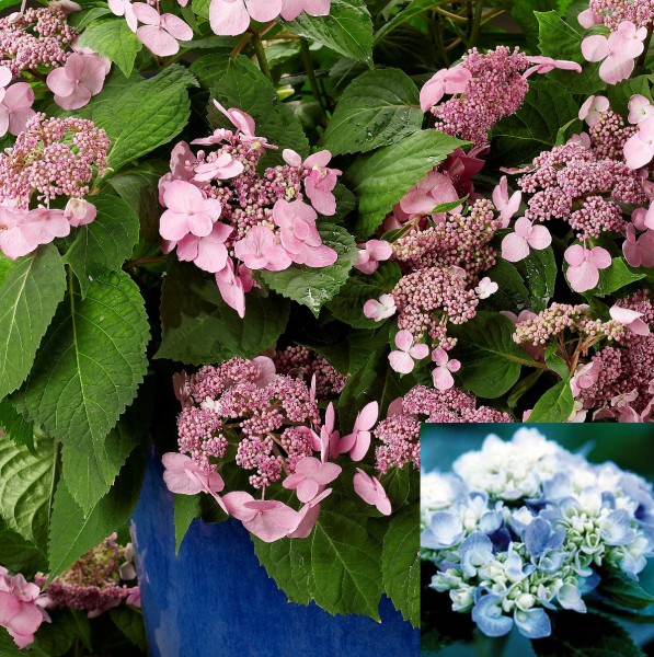 Hydrangeas