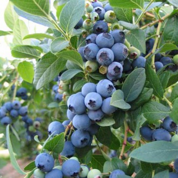 Blueberry plant