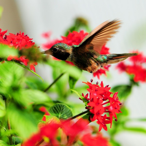 Hummingbird on a flower