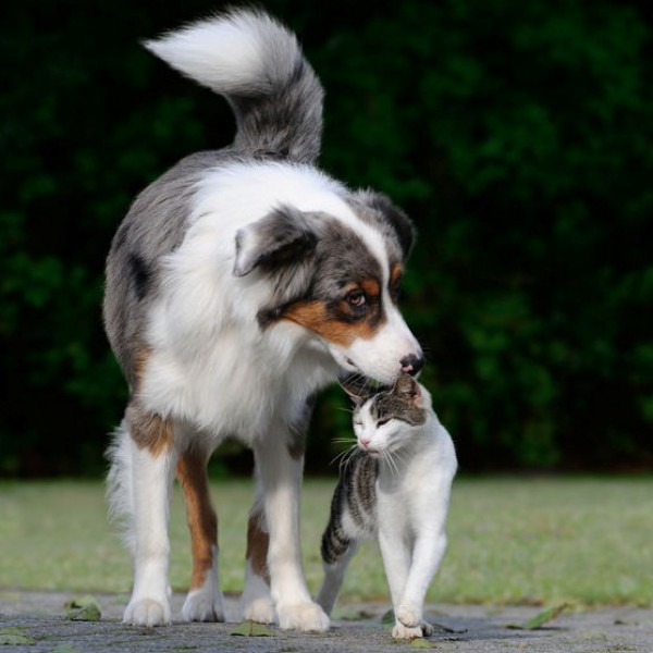 Dog and Cat