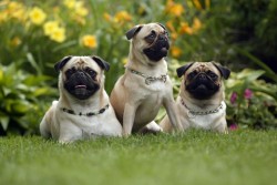 Pugs in a garden