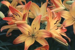 Lilies