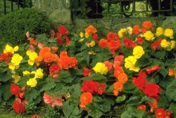 Yellow, orange, and red Begonias