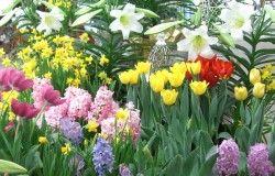 Flower garden with pink, yellow, red, and white flowers