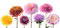 Colorful dahlias