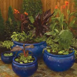 Plants in blue pots