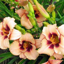 Trophytaker Daylilies﻿