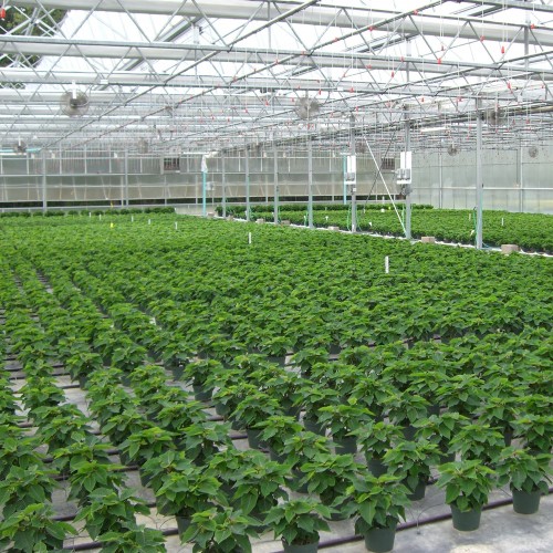 Greenhouse