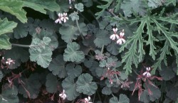 geraniums 