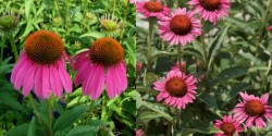 Echinacea 'Panther Pink' coneflowers