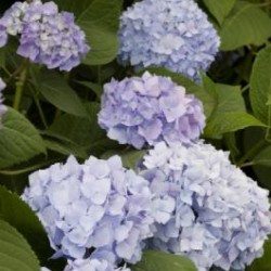 Blue hydrangeas 