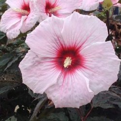 Pink hibiscus