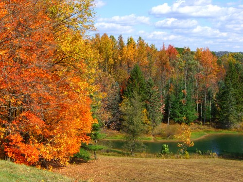 Fall trees