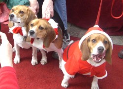 Dogs in santa costume