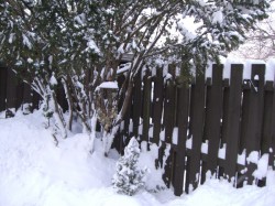 Snowy fence