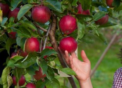 Apple picking